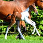 tontos foal 2